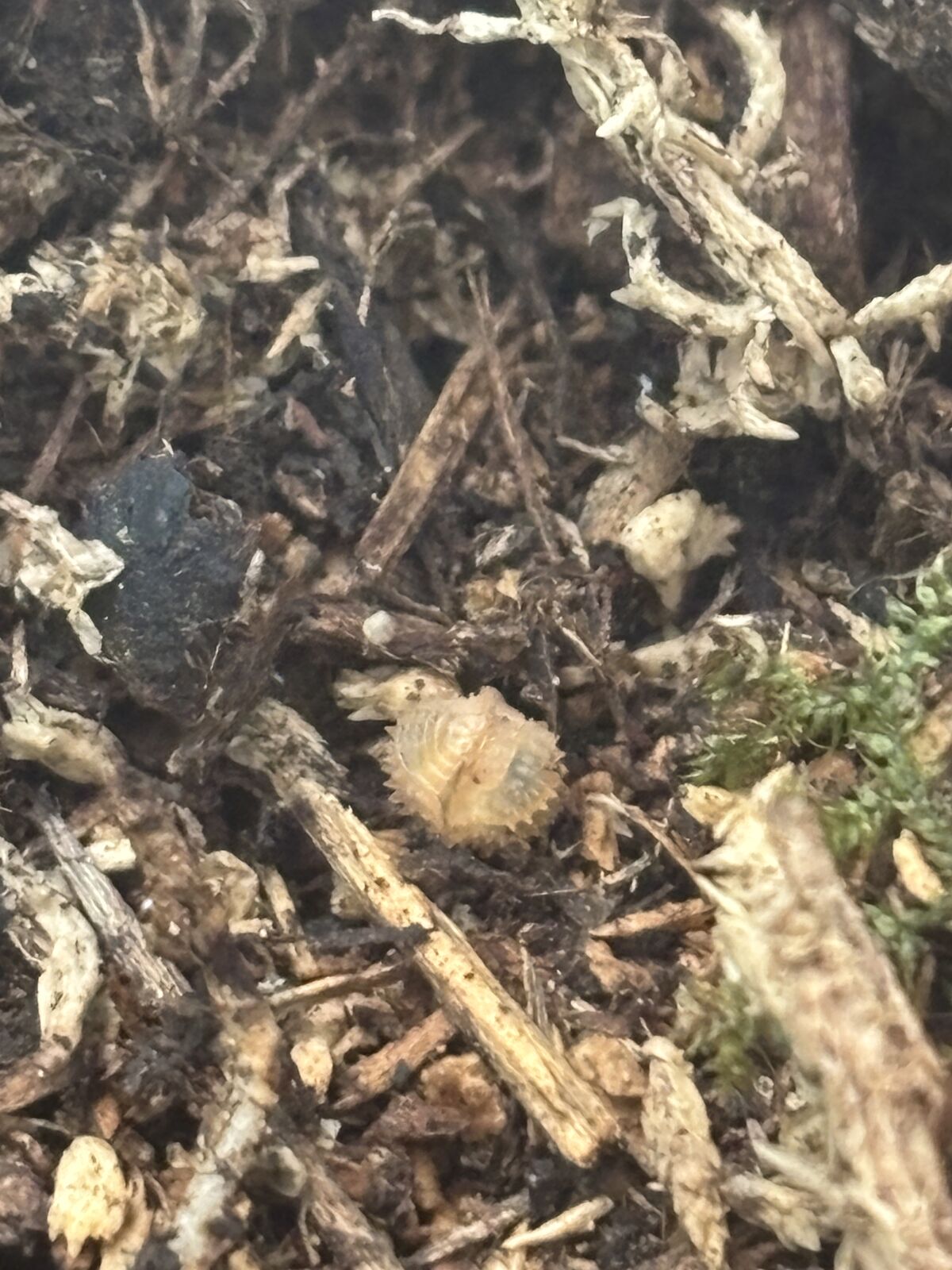 Pineapple Spiky Isopods