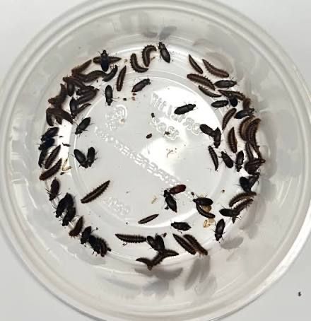 Dermestid Beetles