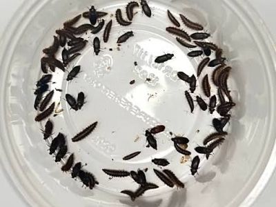Dermestid Beetles