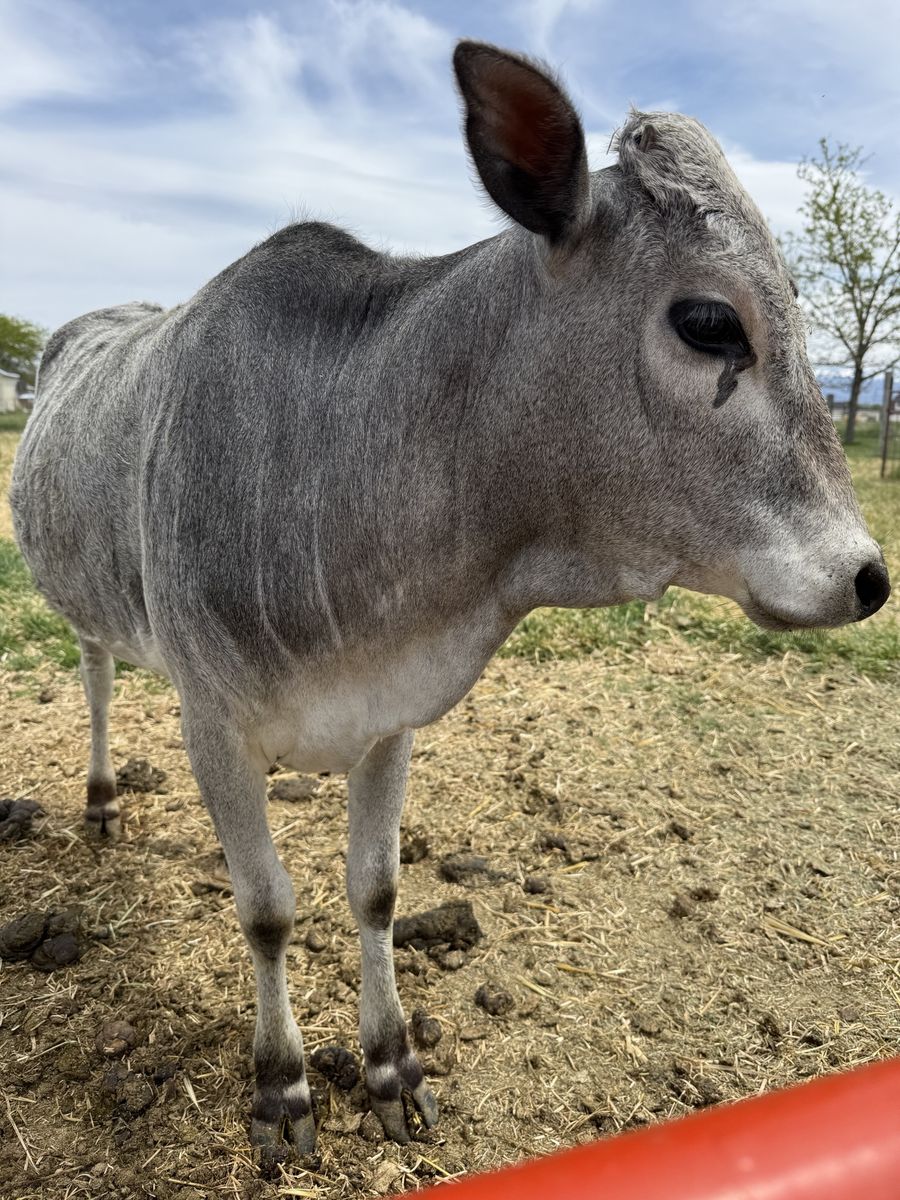 Registered Miniature Zebu Heifer
