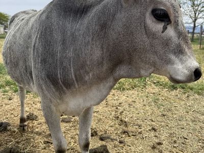 Registered Miniature Zebu Heifer
