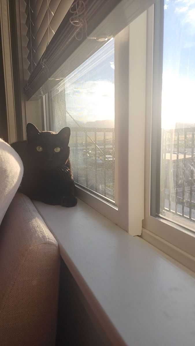 Luna the Cat