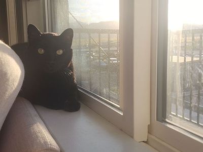 Luna the Cat