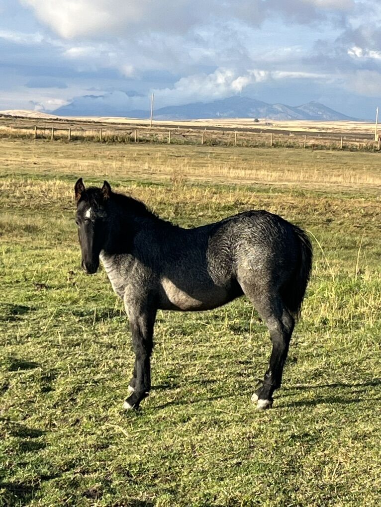 Brabant Blue Roan Half Draft