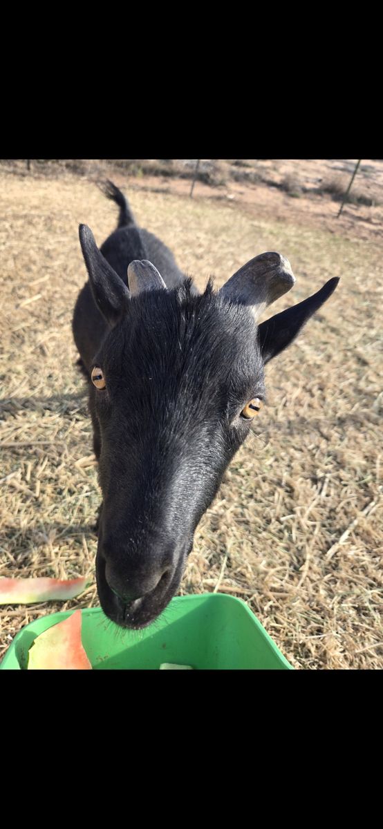 American oberhasli male goat