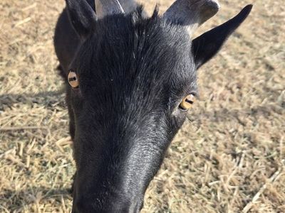 American oberhasli male goat