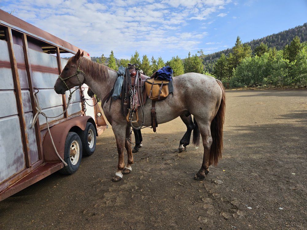 Red Roan Gelding Horse