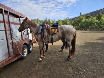 Red Roan Gelding Horse