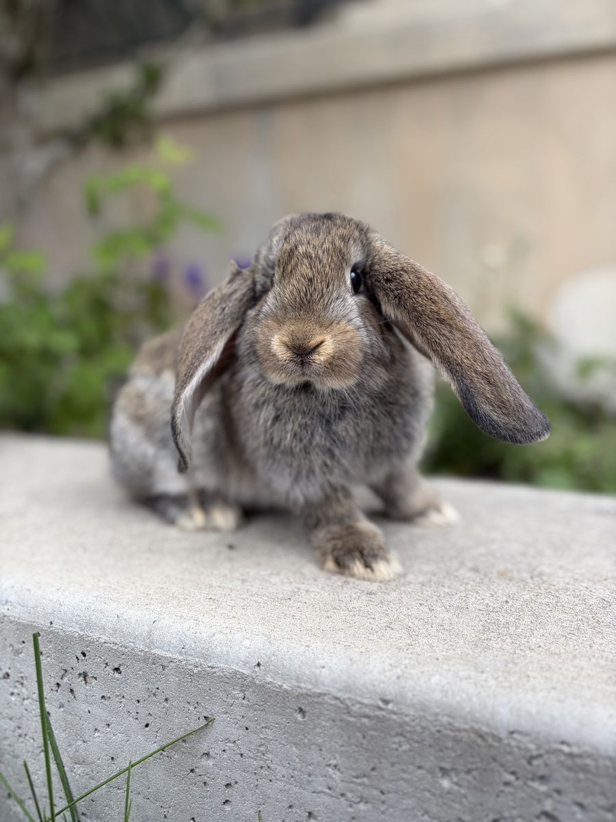 French Lop Buck