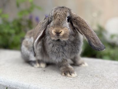 French Lop Buck