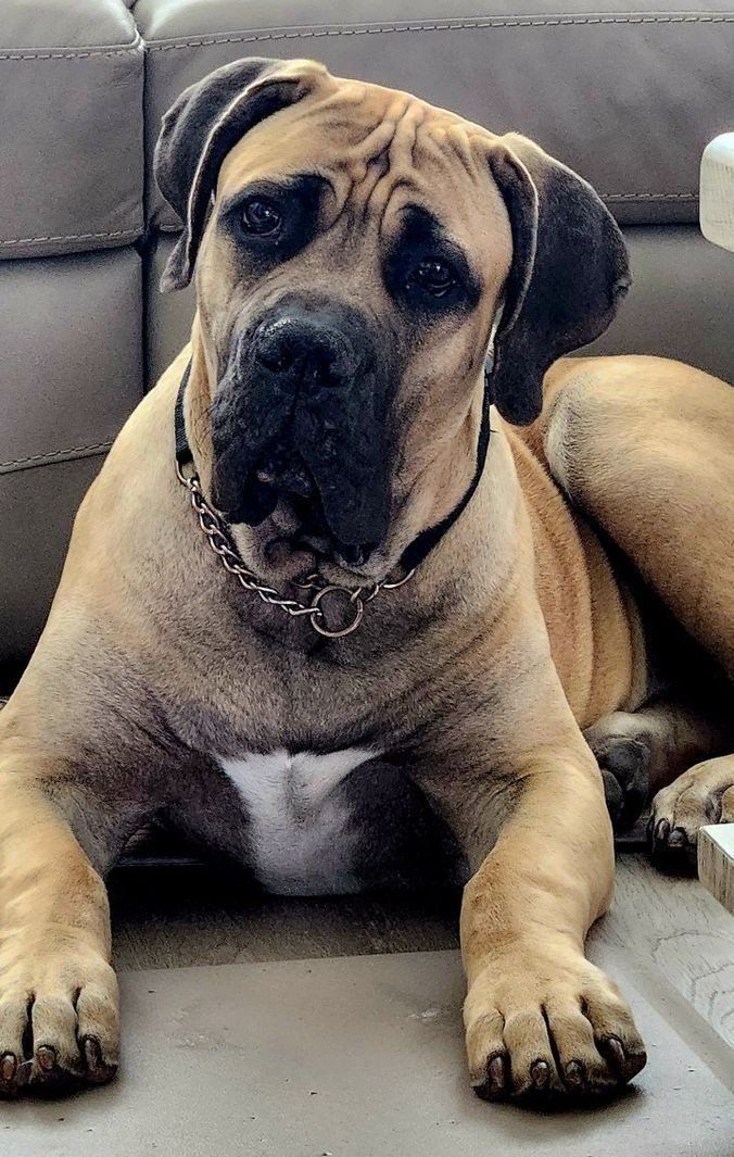 Male, 6 month-old South African Boerboel