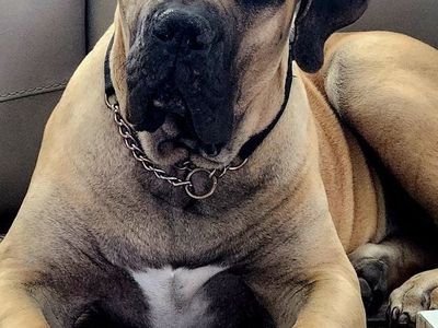 Male, 6 month-old South African Boerboel