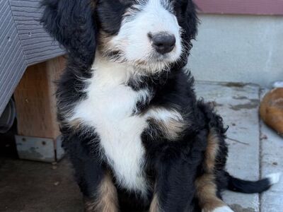 Bernedoodle Puppies (merle & tri)