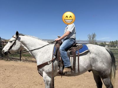 9 year old grey (grade) gelding