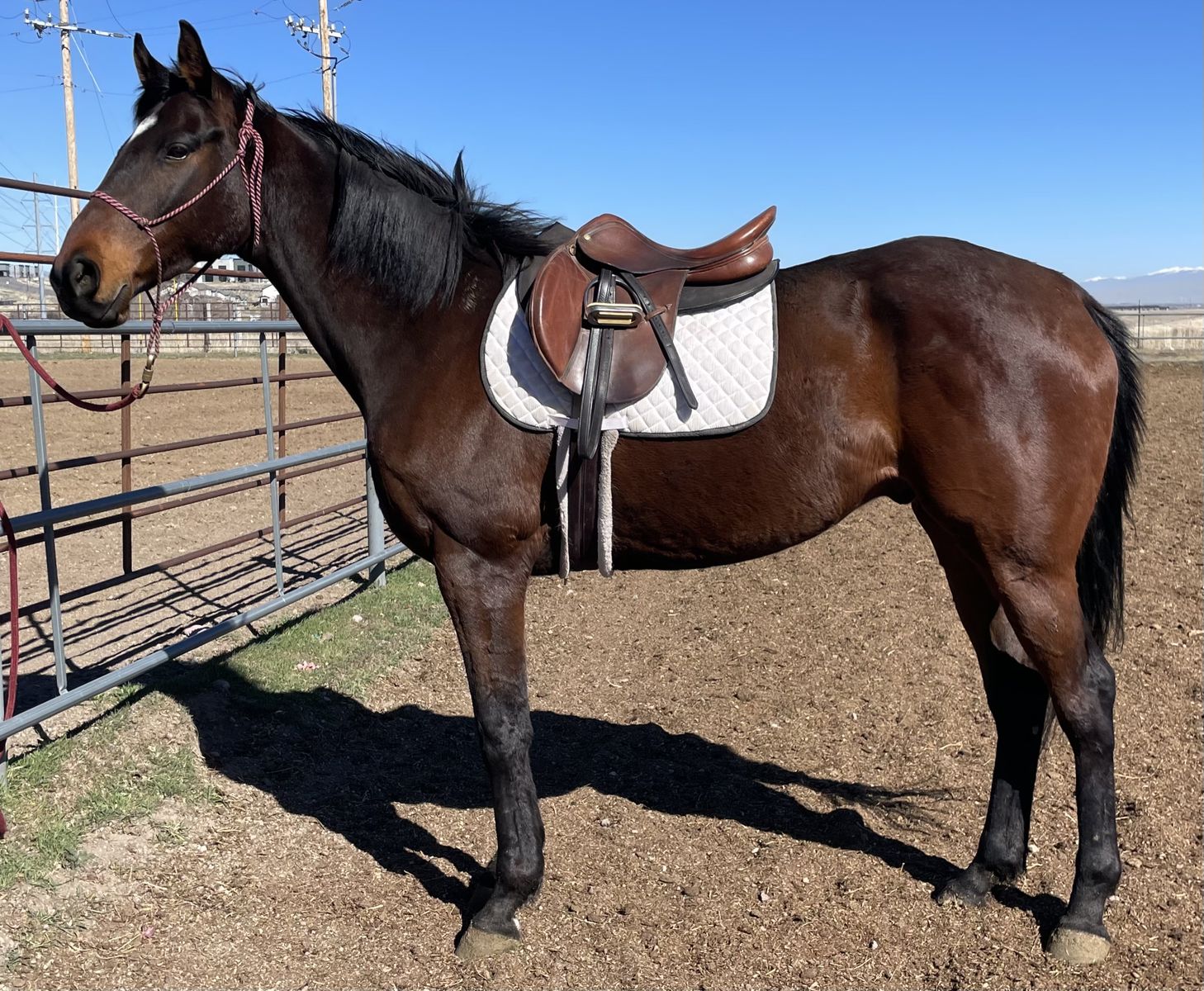 2020 OTTB Gelding