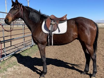 2020 OTTB Gelding