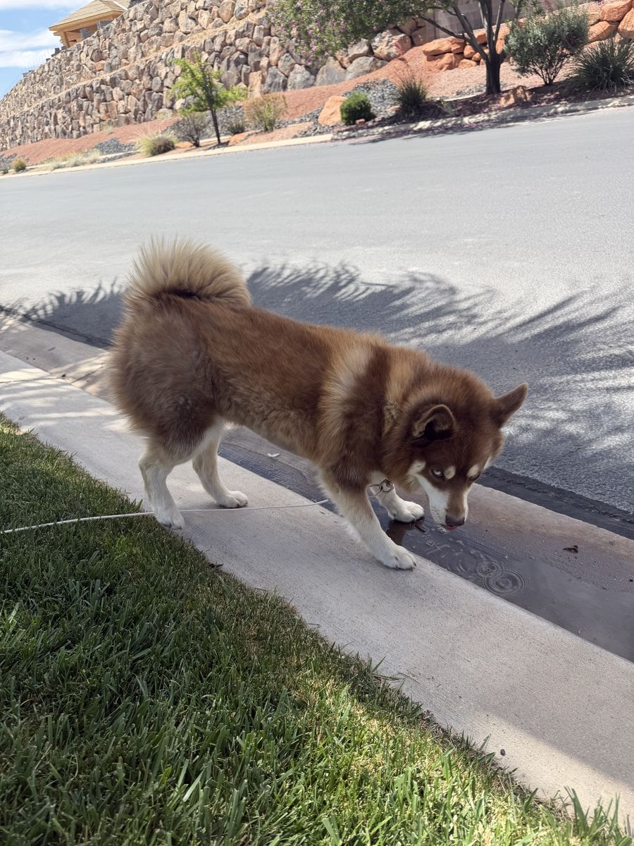 Pomsky