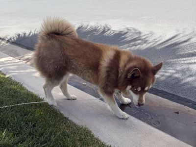 Pomsky