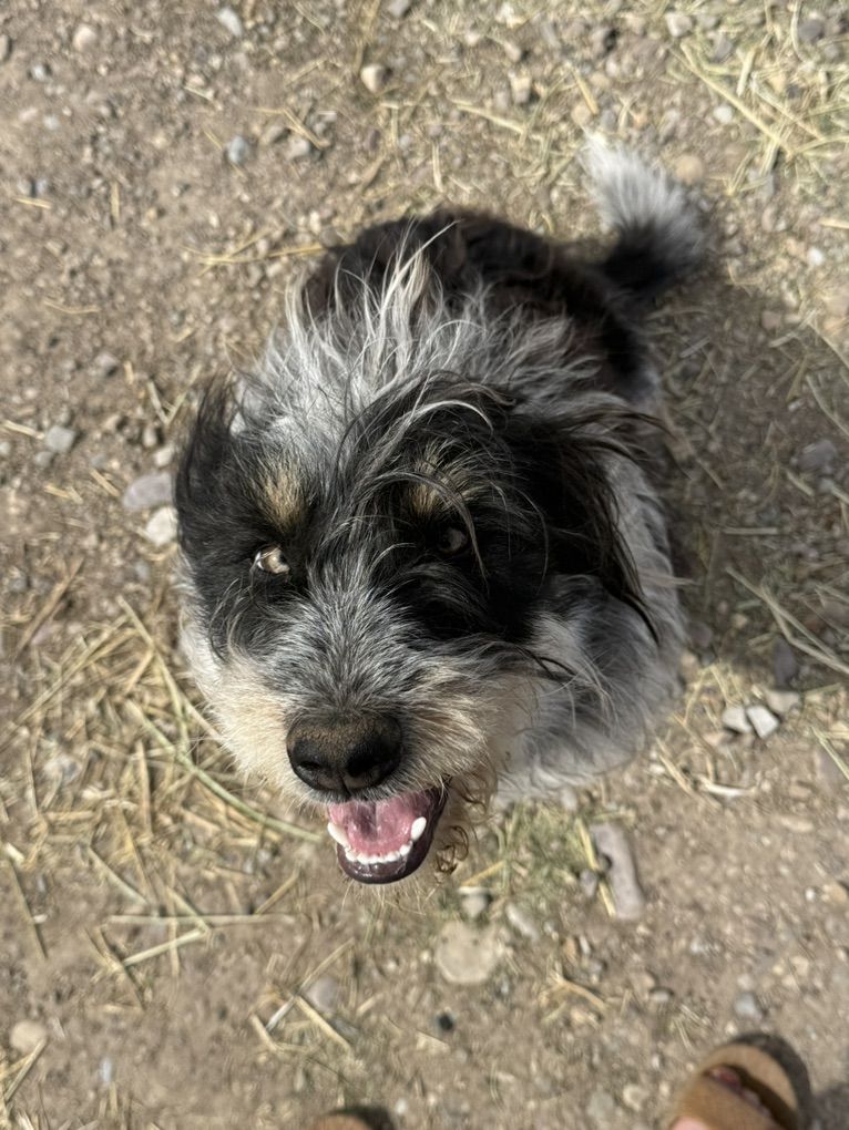 1 Year OLd Shag/heeler Mix