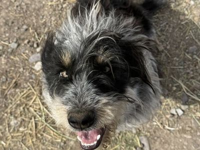 1 Year OLd Shag/heeler Mix