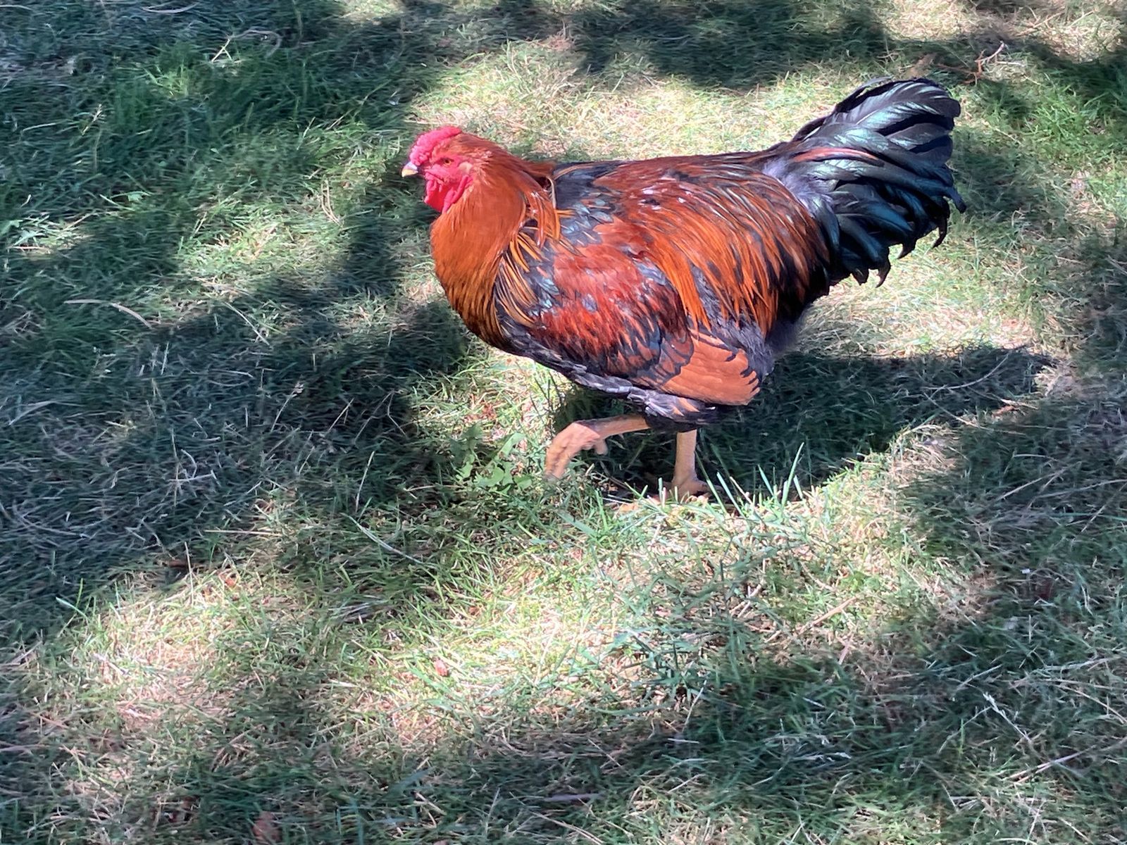 Young rooster for sale