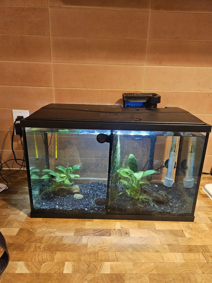 Fish and fish tank