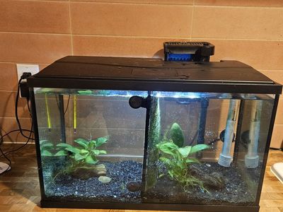 Fish and fish tank