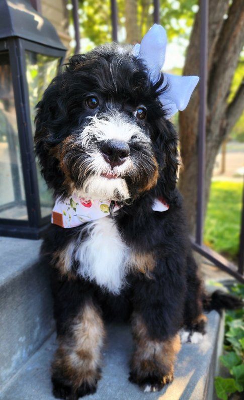 TRAINED Mini Bernedoodle CRATE TRAINED