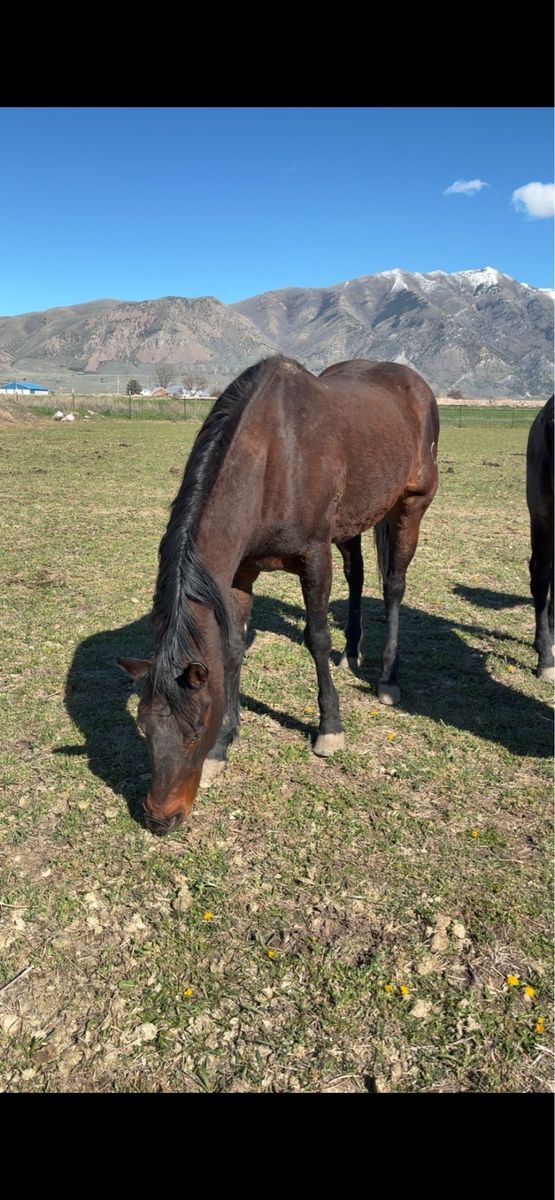 Companion horse or broodmare