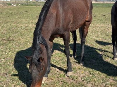 Companion horse or broodmare