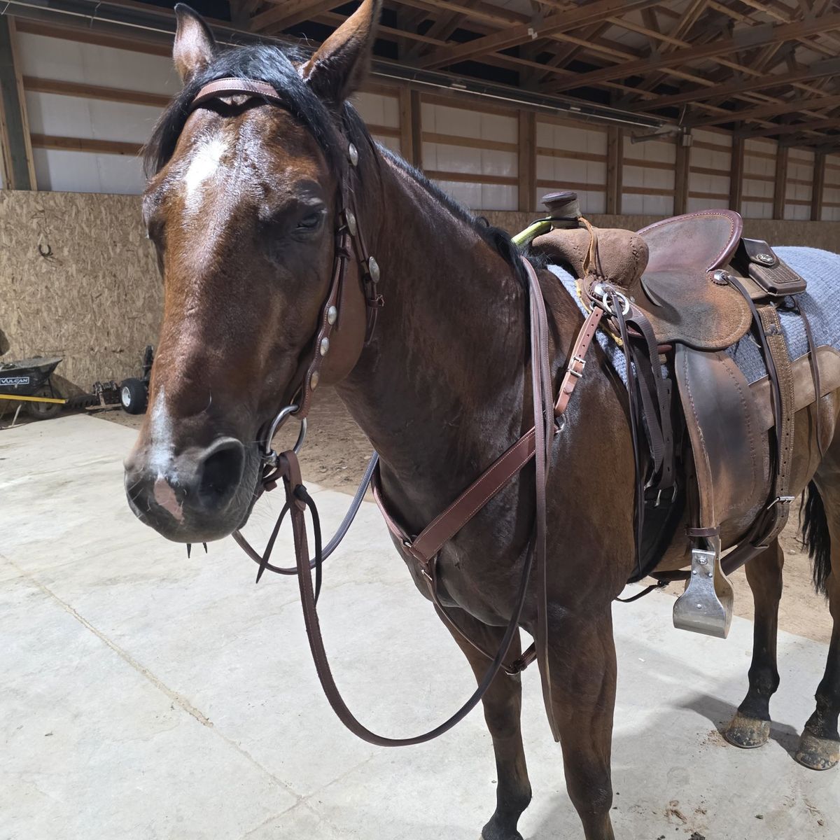 8 yr old gelding