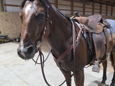 8 yr old gelding