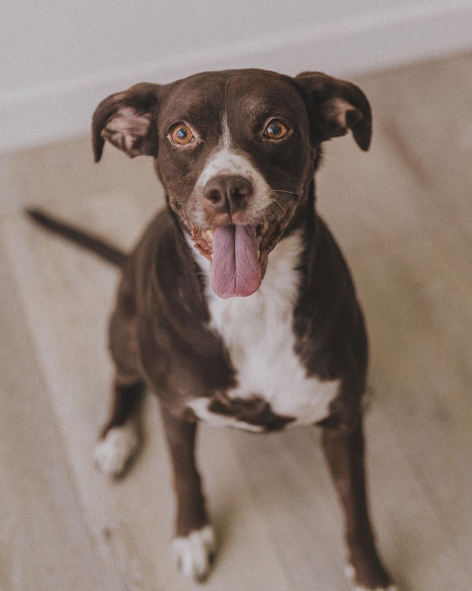Meet Leah! Brown/White Loving Boxer/Lab mix