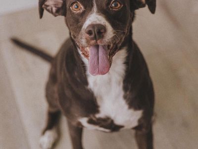 Meet Leah! Brown/White Loving Boxer/Lab mix