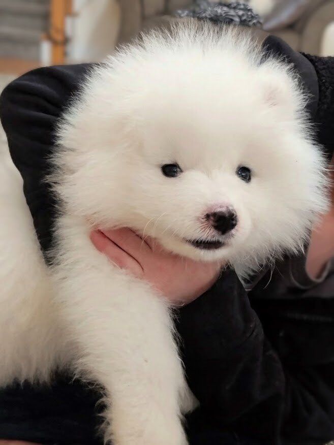 Samoyed Puppy (Girl)