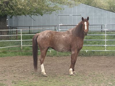 Beautiful Bay Roan Gelding Horse