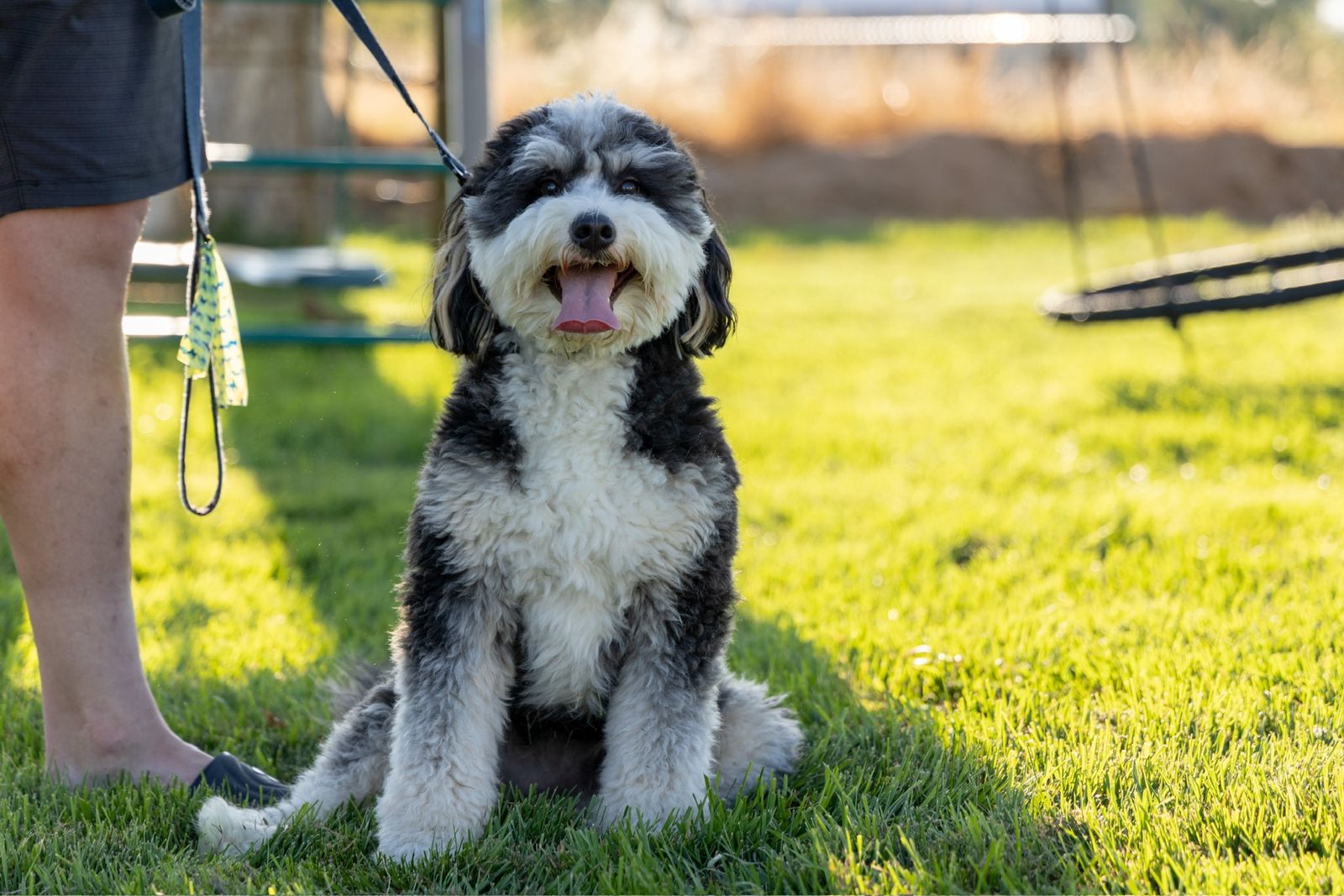 Mini Bernedoodle Stud Service: Maximus, Tri-Color, 28 lbs, Health Tested, F/F Furnishings