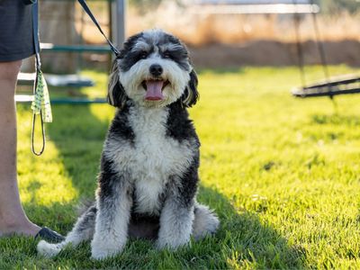Mini Bernedoodle Stud Service: Maximus, Tri-Color, 28 lbs, Health Tested, F/F Furnishings