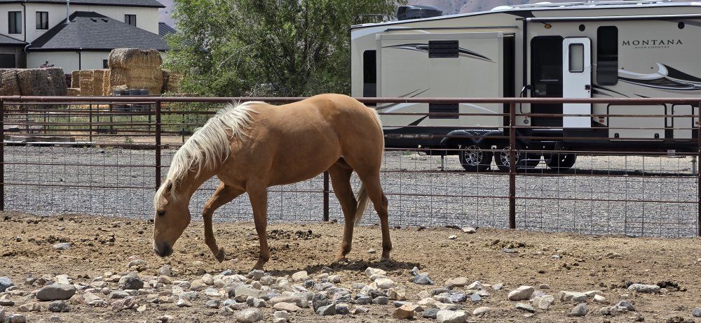 AQHA 4 year old palomino mare