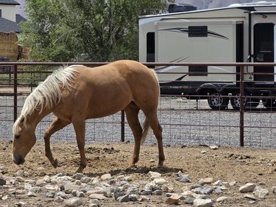 AQHA 4 year old palomino mare