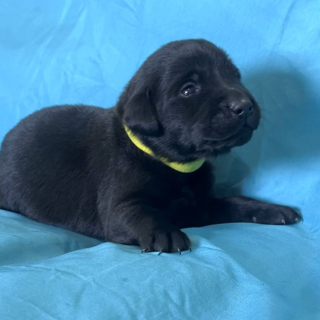 Incredible AKC Lab Puppies