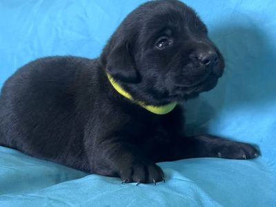 Incredible AKC Lab Puppies