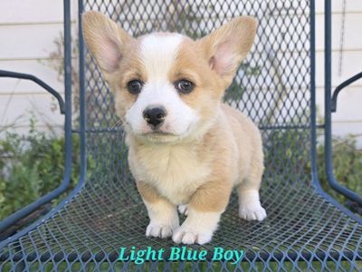 AKC Pembroke Welsh Corgis- Lifetime Health Guaranteed & Ready to go now!