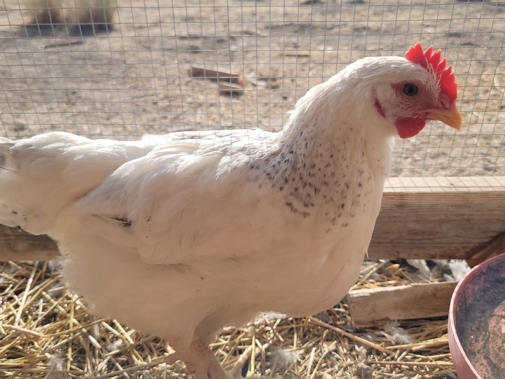 Delaware Young Roosters Available!