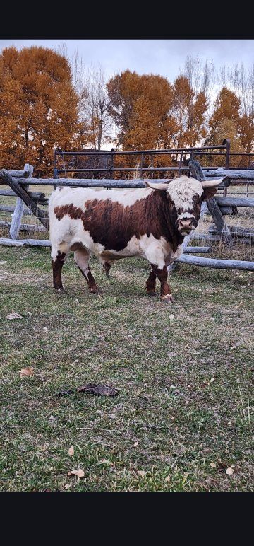 Micro Longhorn Cattle
