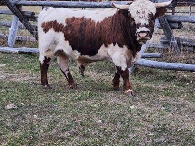 Micro Longhorn Cattle
