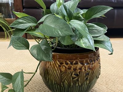 Early 1900's Gorgeous McCoy Glazed Jardiniere - Bee & Honeycomb Pattern