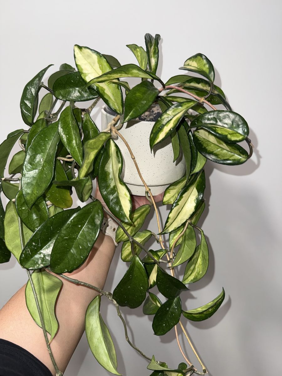 Hoya carnosa (inner variegated) - Plant