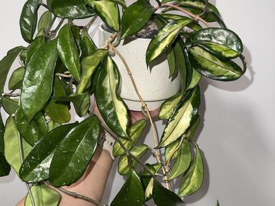 Hoya carnosa (inner variegated) - Plant