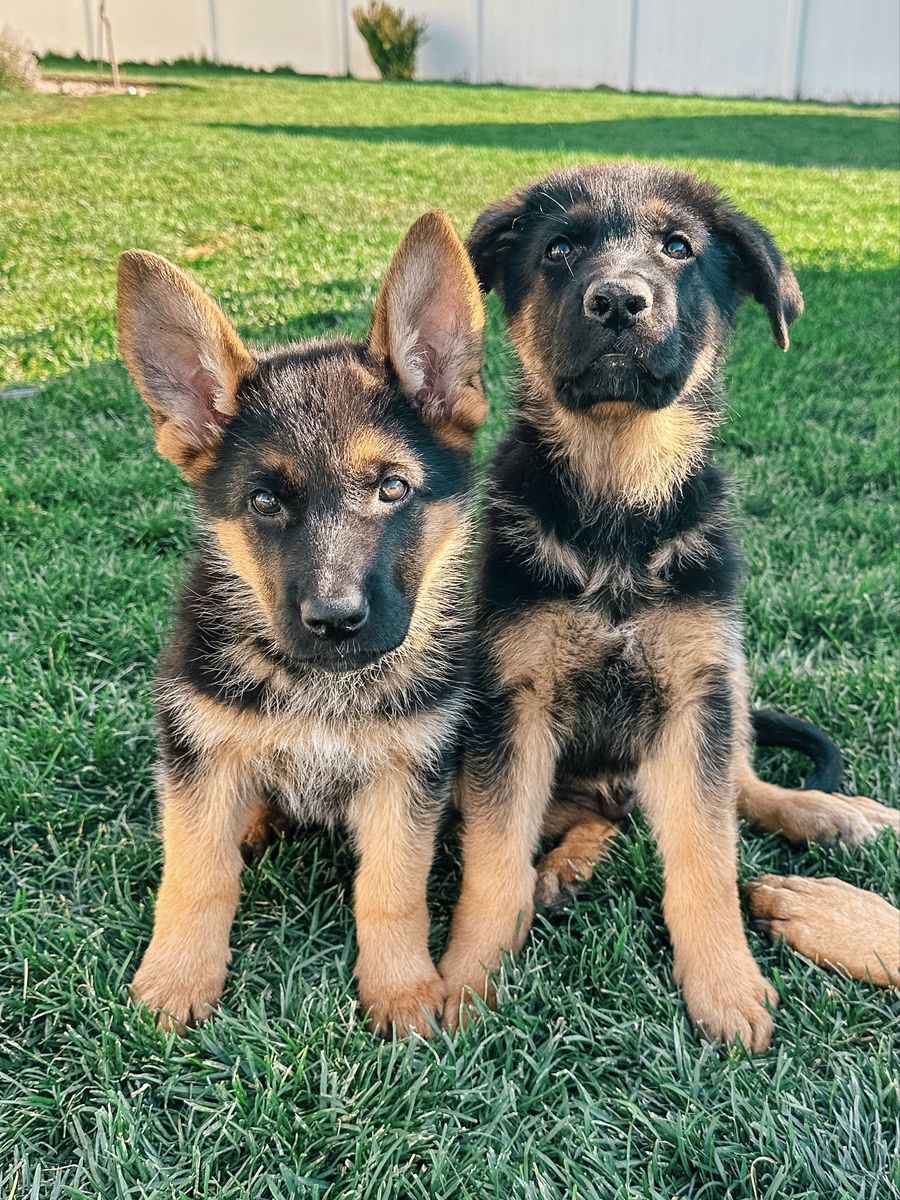 Expecting AKC German Shepherd Puppies, ready December